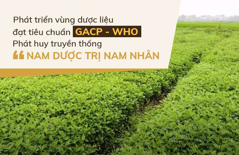 Cam kết thảo dược sạch từ tự nhiên, đạt tiêu chuẩn GACP-WHO