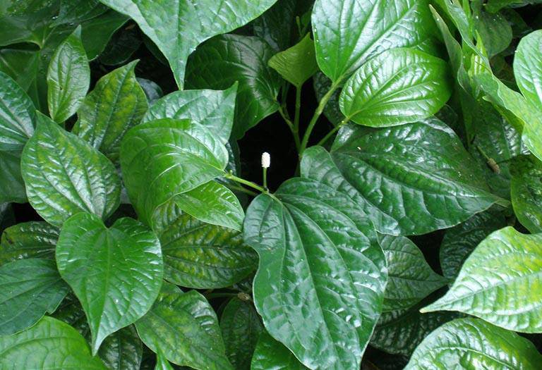 Điều trị bệnh gout bằng bài thuốc nam từ lá lốt Điều trị bệnh gout bằng bài thuốc nam từ lá lốt