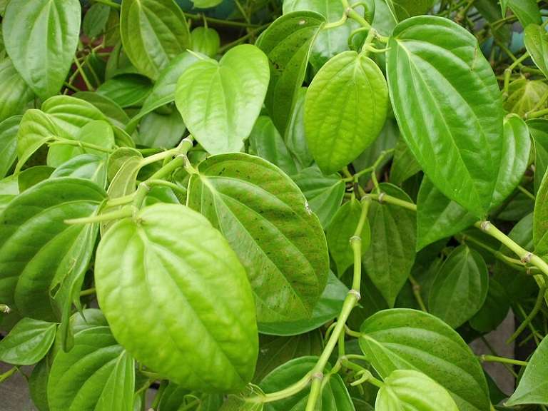 Điều trị bệnh gout hiệu quả bằng lá trầu không là phương pháp phổ biến Điều trị bệnh gout hiệu quả bằng lá trầu không
