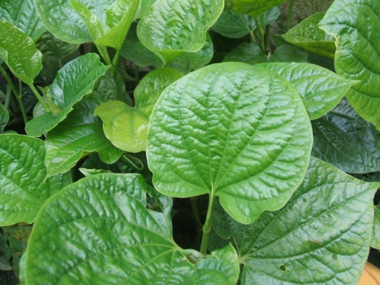 Chữa bệnh gout bằng mẹo dân gian lành tính nhưng không mang lại hiệu quả lâu dài Chữa bệnh gout bằng mẹo dân gian lành tính nhưng không mang lại hiệu quả lâu dài