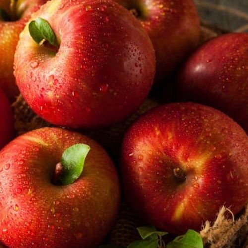 Người bệnh gout nên thường xuyên sử dụng táo trong thực đơn hàng ngày
