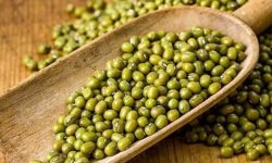 Đậu xanh mang đến công dụng hỗ trợ điều trị gout hiệu quả