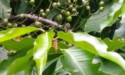 Lá vối chữa bệnh gout là phương pháp dân gian được áp dụng rộng rãi.