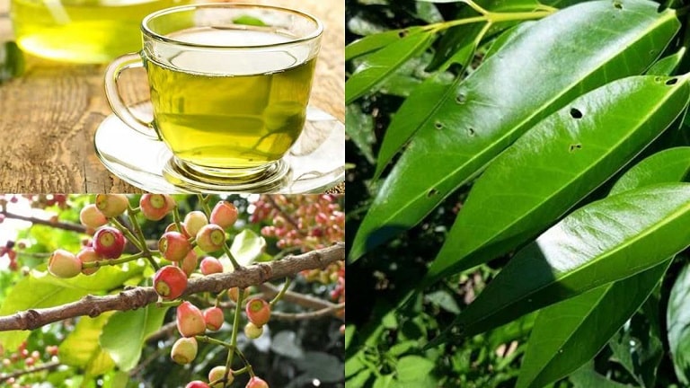 Lá vối cho người bị gout